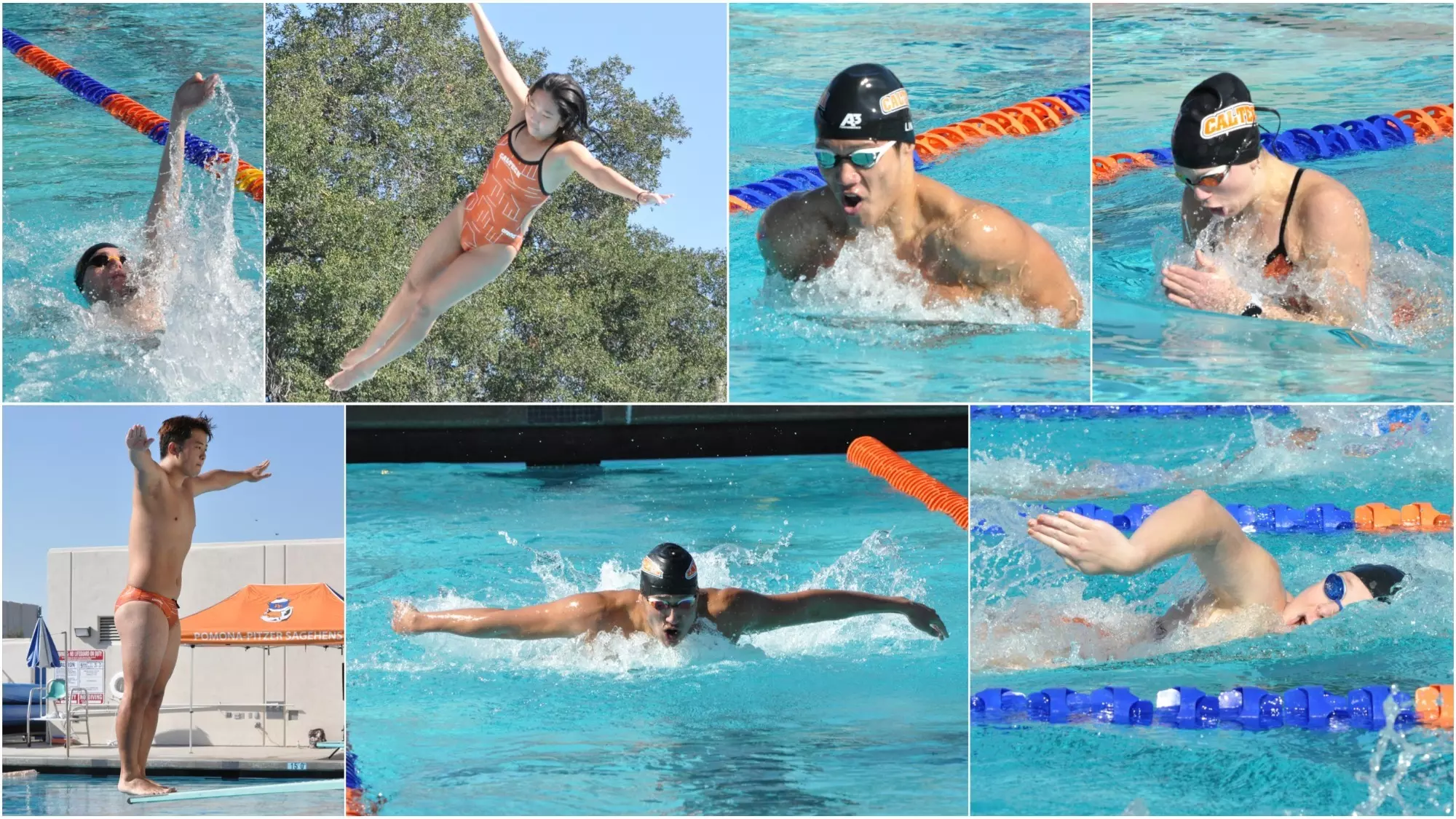 Collage of Caltech swimmers and divers