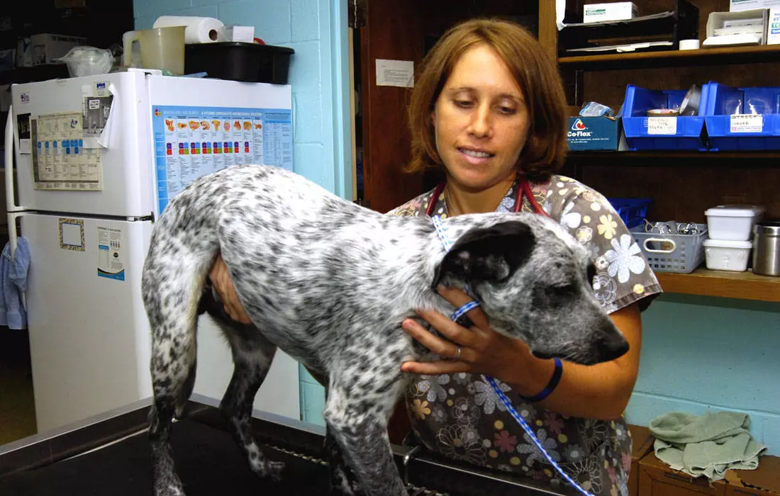 Maria Sorg, DVM, finishing an exam on a patient.