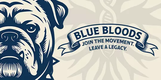 Blue Bloods banner desktop