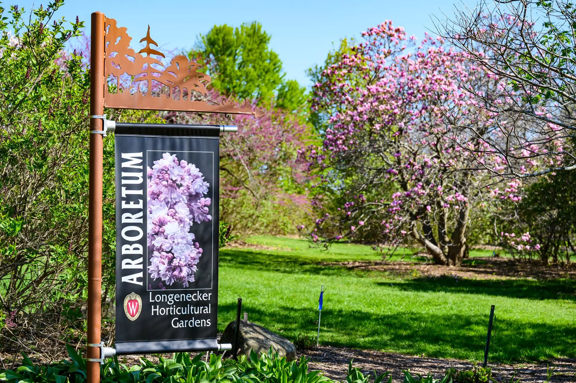 A magnolia tree blooms in the Longenecker Horticultural Gardens at the University of Wisconsin-Madison Arboretum during spring on May 7, 2020. (Photo by Bryce Richter / UW-Madison)