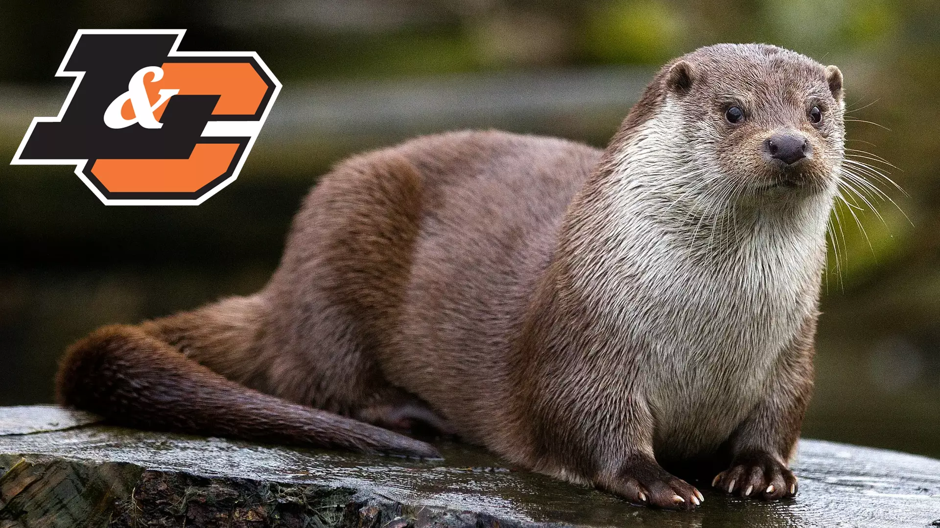 Lewis & Clark's New Mascot: The River Otters - Lewis & Clark College