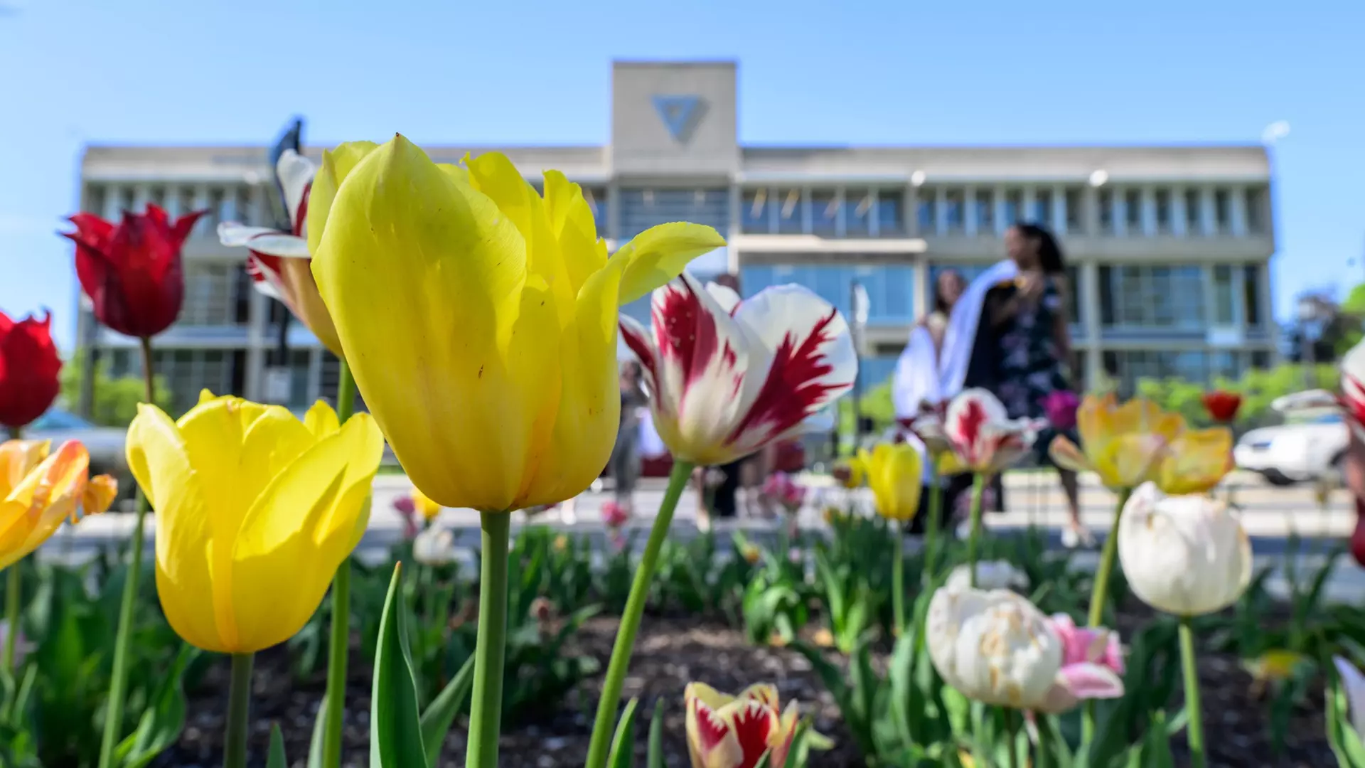 126 Springfield College Spring StudentAthletes Named To NEWMAC