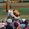 Gopher Sports: News & Notes