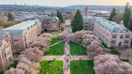 Overhead shot of cherry blossoms at UW