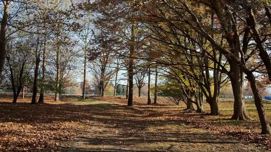 Image related to Cross Country Announces Weekend Schedule Changes