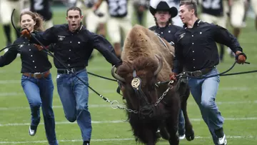 In this Saturday, Sept. 16, 2017, photo, handlers guide the University of Colorado mascot Ralphie around the gridiron before facing Northern Colorado in an NCAA college football game in Boulder, Colo. The team follows the bison onto the field as part of one of college football's most iconic traditions. (AP Photo/David Zalubowski)