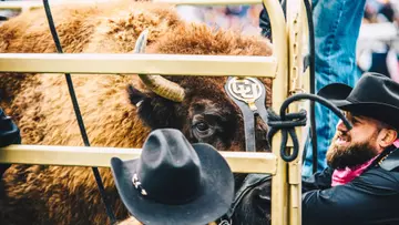 ralphie arizona state 2018
