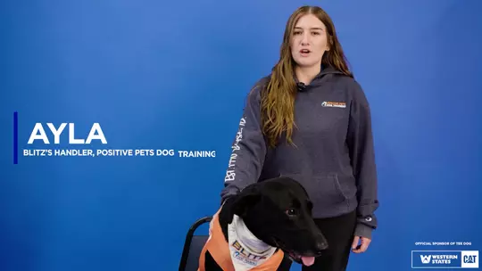 Blitz Retirement (2025)