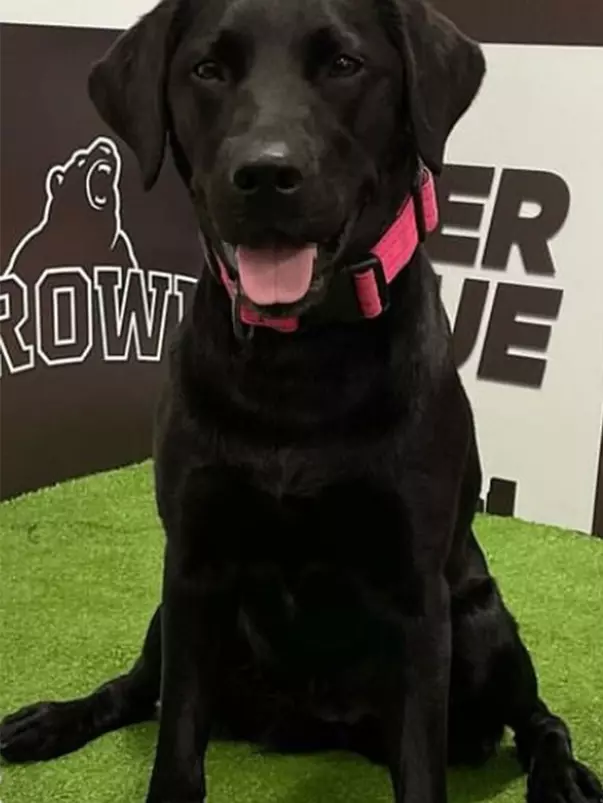 Elvy-K9-headshot-2024