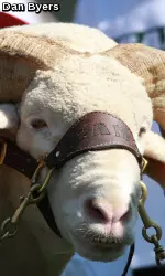 CSU Athletics offering fan poll to select new marketing slogan