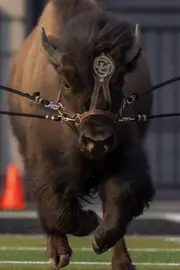 Ralphie VII at Practice