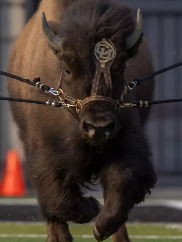 Ralphie VII at Practice