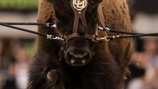 Ralphie VII