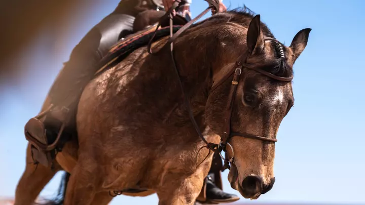 EQ horse
