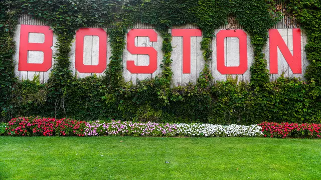 Boston Ivy Wall