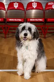 Kona Bear