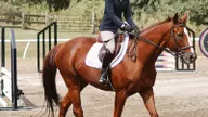 Hunt Seat, Western equestrian teams open with strong showings at Sweet Briar, St. Andrews
