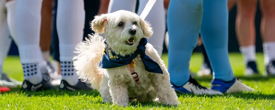 Register for Pups at the Pitch!