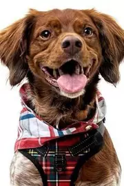 Tartan Tail Sunny