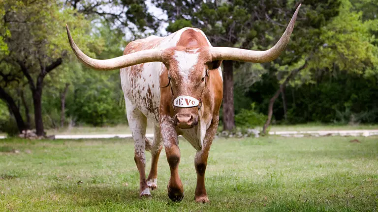 Texas Traditions: Bevo
