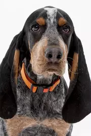 KNOXVILLE, TN - 2021.12.21 - Smokey XI