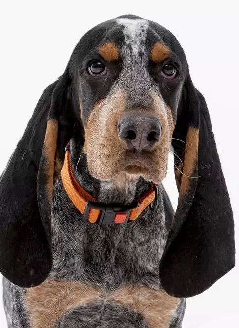 KNOXVILLE, TN - 2021.12.21 - Smokey XI