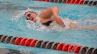 Cougar Swimming Cruises Past Northern Arizona