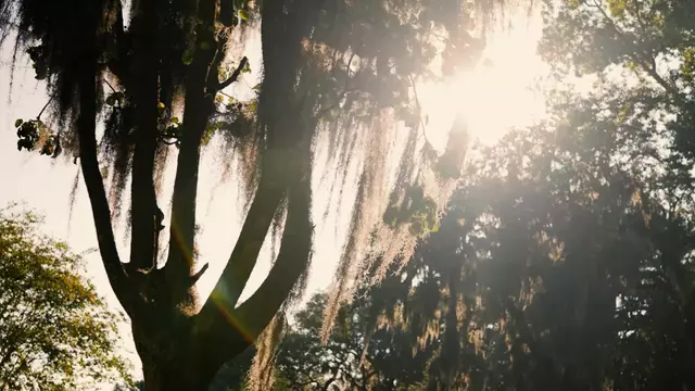 VB: Dolphin Volleyball Classic Cinematic Recap