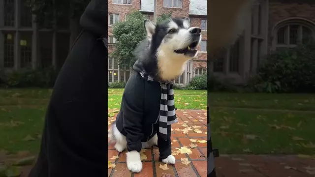 Poster image for Minions! Assemble! 🎃 #GoHuskies #halloween #dogsoftiktok #husky #despicableme