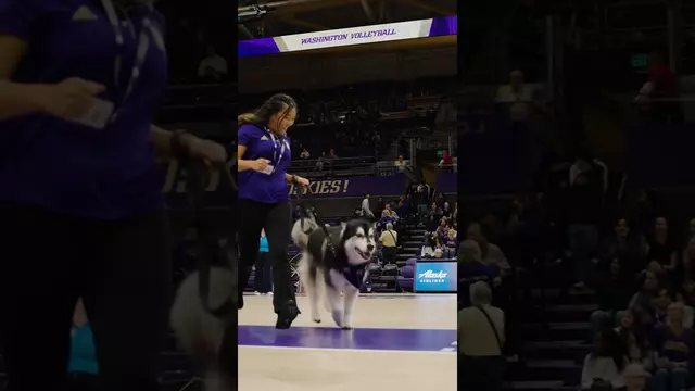 Poster image for DUBS IN THE š #GoHuskies #huskysoftiktok #dogsoftiktok