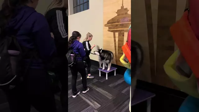 Poster image for and they were best friends š«¶ #GoHuskies #mariners #humpy #dubs #dogsoftikok