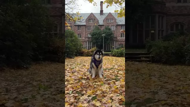 Poster image for Dubs is a catch 🍂🐾 #GoHuskies #dogsoftiktok #husky #autumn #universityofwashington