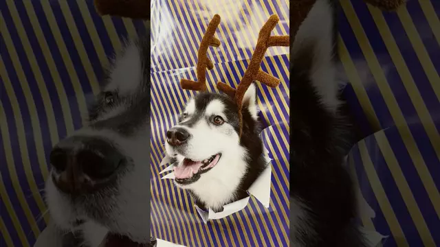 Poster image for It was at this moment all of our holiday wishes came true 🥹 #gohuskies #dogsoftiktok #huskylife