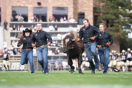 Ralphie running vs Cal 2022
