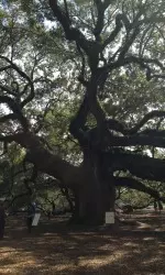 The Angel Oak tree on John's Island.