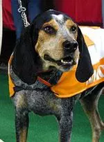 Smokey has been on the job as the Vols' mascot since 1953.