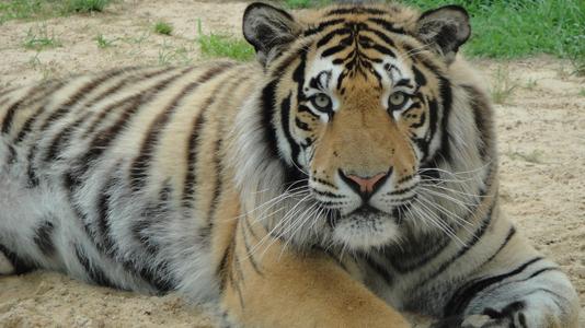 Thousands Urge University of Memphis to Stop Using Live Tiger Mascot to  Support School's Teams