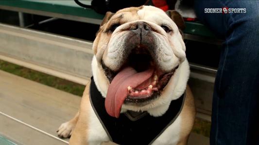 Baseball Bark in the Park - University of Oklahoma