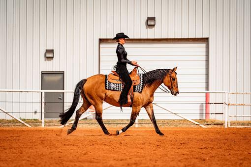 Ardennes Horses  Oklahoma State University