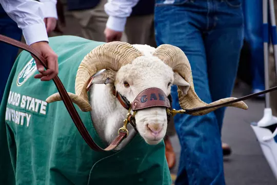 CAM the Ram