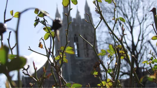 Gasson Hall with trees budding