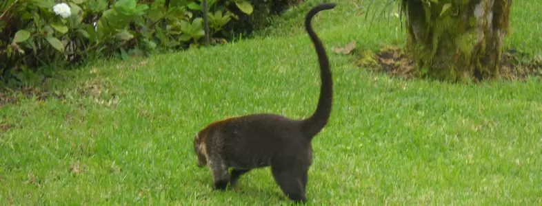 Coati - Costa Rica - Wed., Aug. 19, 2009