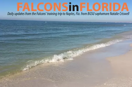 Falcons in Florida