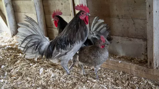 Real. Live. Actual Blue Hens at Delaware Football Home Games this Fall