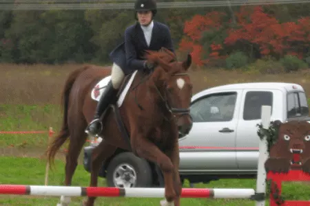 Brown Equestrian Makes It Three In A Row Image