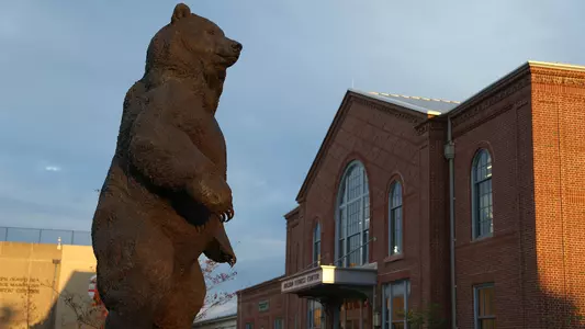 Photo of the Indomitable Bear