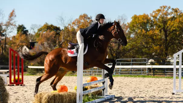 Equestrian Home Show
