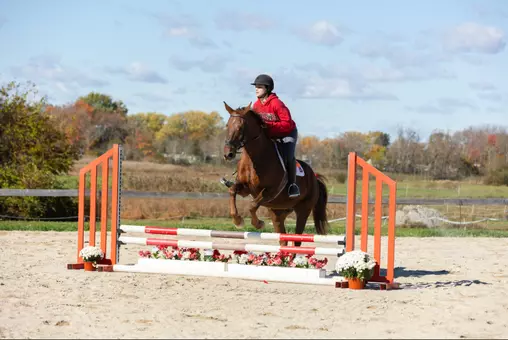 Equestrian action shot