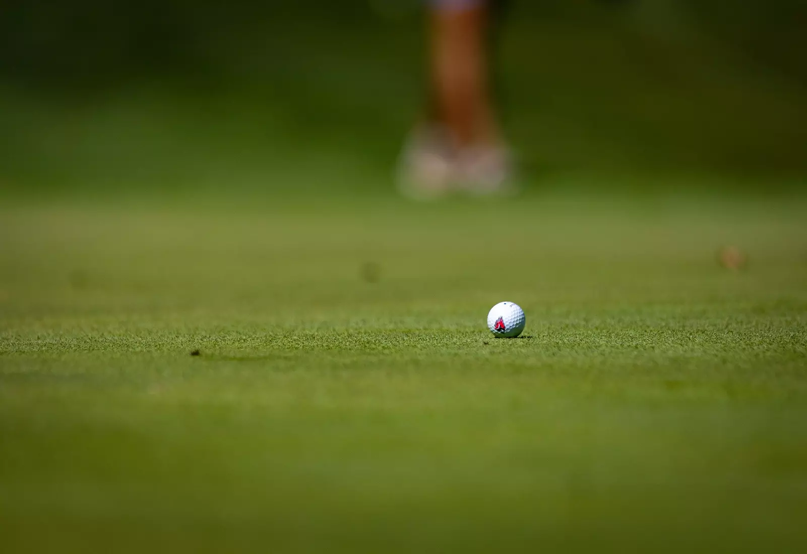 The Ball State Men's golf team competes in the EY Invitational.