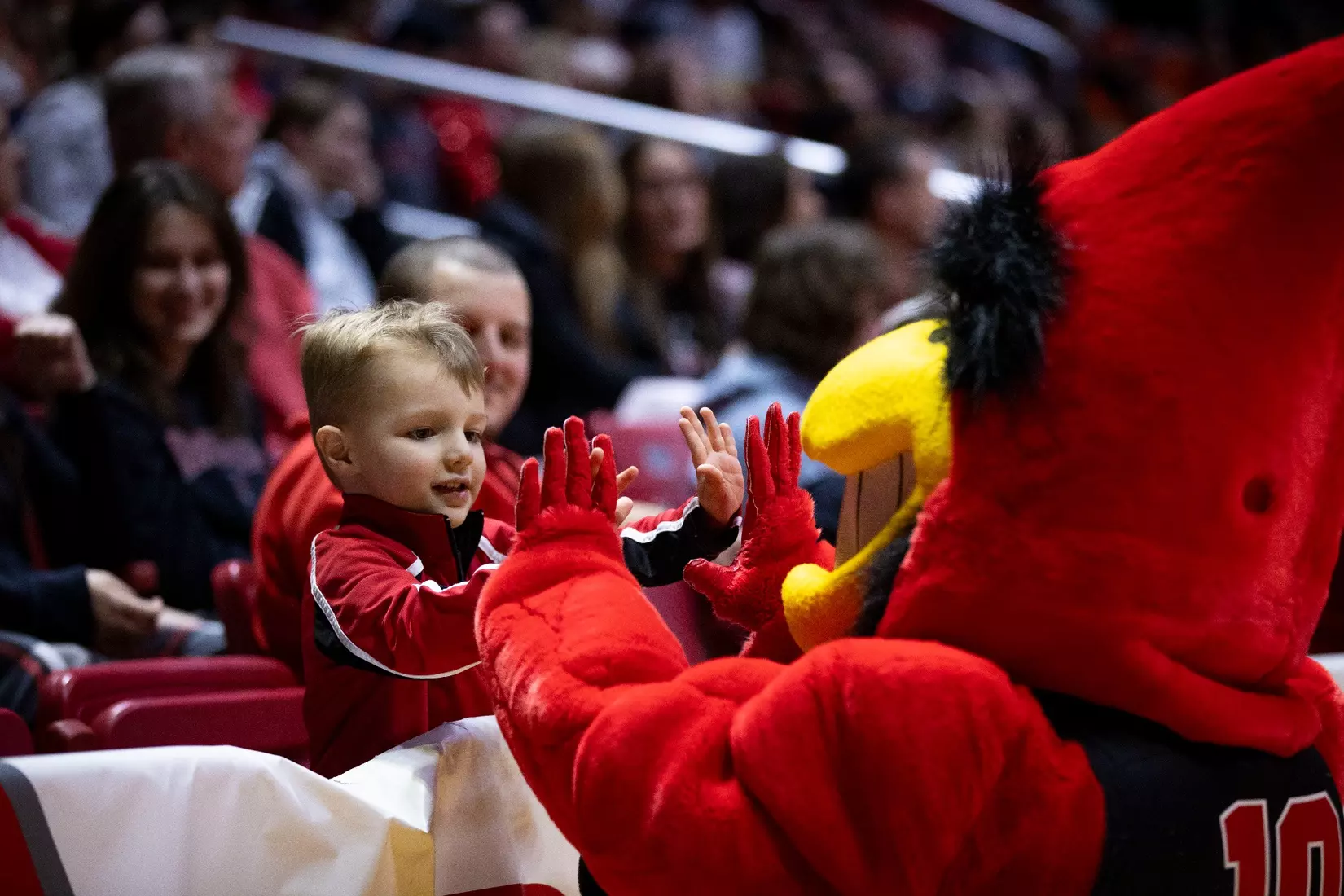 The Ball State gymnastic team hosts Bowling Green in Worthen Arena on Jan, 22. Photo by Samantha Blankenship / Ball State University